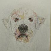 My project for course: Pet Portraits in Colored Pencils. Un proyecto de Ilustración tradicional e Ilustración naturalista				 de Ismini Mylona - 09.05.2024