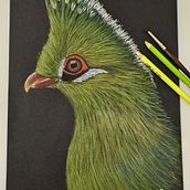 Turaco de Swalow. Traditional illustration, Fine Arts, and Painting project by Claudia Maria Duarte de Sá - 05.10.2024