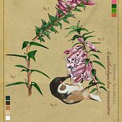 My project for course: Botanical Illustration: From Notebook to Print. Projekt z dziedziny Trad, c, jna ilustracja, Sketching,  R, sunek, R, sunek botaniczn, Sketchbook,  R i sunek atramentem użytkownika Barbara Tipper - 13.05.2024