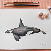 Mi proyecto del curso: Técnicas de ilustración naturalista: ballenas en acuarela. Fine Arts, Painting, Watercolor Painting, and Naturalistic Illustration project by Fabiola Ramírez Rojas - 05.14.2024