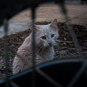 Mi proyecto del curso: Fotografía para principiantes: bases técnicas profesionales. Projekt z dziedziny Fotografia, Fotografia c, frowa, Fotografia art, st, czna,  Kompoz i cja w fotografii użytkownika Christopher Leyton - 10.05.2024