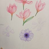 Tulipan, Lirios y flores salvajes. Un proyecto de Ilustración tradicional, Bellas Artes, Pintura, Dibujo, Pintura a la acuarela e Ilustración botánica de Edwina Gerig - 12.05.2024