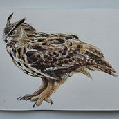 My project for course: Naturalist Bird Illustration with Watercolors. Un progetto di Illustrazione tradizionale, Pittura ad acquerello, Disegno realistico e Illustrazione naturalistica di Eryka Rakoczy - 26.08.2021