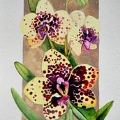 Meu projeto do curso: Ilustração botânica com aquarela. Traditional illustration, Fine Arts, Painting, Drawing, Watercolor Painting, and Botanical Illustration project by samyproart - 05.18.2024