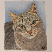 Mein Abschlussprojekt für den Kurs: Haustierporträts mit Buntstiften. Projekt z dziedziny Trad, c, jna ilustracja, Ilustracja naturalist i czna użytkownika Christin Weißbach - 18.05.2024