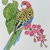 Mi proyecto del curso: Acuarelas: arte realista de aves y naturaleza. Artes plásticas, Desenho a lápis, Desenho, Pintura em aquarela, Desenho realista e Ilustração naturalista projeto de RAFAEL PIESCHACON - 07.07.2024