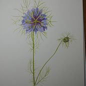 Mon projet du cours : Illustration botanique à l'aquarelle : la technique des hachures. Fine Arts, Painting, Watercolor Painting, and Botanical Illustration project by ctine13 - 05.22.2024