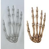 Mijn project van de cursus: Inleiding tot anatomisch tekenen met grafietpotlood. Un progetto di Belle arti, Disegno a matita, Disegno, Disegno realistico e Disegno anatomico di Lynn Suurmond - 22.05.2024