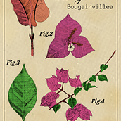 Mi proyecto del curso: Ilustración botánica: del cuaderno a la lámina. Een project van Traditionele illustratie,  Schetsen,  Tekening,  Botanische illustratie, Sketchbook y  Illustratie met inkt van helena230426 - 22.05.2024