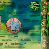 El periquito del Oro . Design de informação, Infografia, Comunicação, Ilustração naturalista e Ilustração digital projeto de Joselin Cabrera Valarezo - 22.05.2024