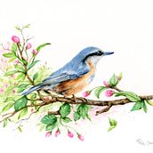 Il mio progetto del corso: Uccelli e fauna selvatica ad acquerello. Un proyecto de Bellas Artes, Dibujo a lápiz, Dibujo, Pintura a la acuarela, Dibujo realista e Ilustración naturalista				 de Pina Muscas - 23.05.2024