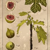 Ilustração botânica: a figueira Ein Projekt aus dem Bereich Botanische Illustration und Sketchbook von Roger Trevizan - 09.05.2024