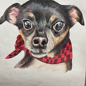 My project for course: Pet Portraits in Colored Pencils. Traditional illustration, and Naturalistic Illustration project by berenice_perezm - 05.21.2024