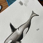 Mein Abschlussprojekt für den Kurs: Techniken der naturalistischen Illustration: Wale in Aquarell. Projekt z dziedziny  Sztuki piękne,  Malarstwo, Malowanie akwarelą, Ilustracja naturalist i czna użytkownika Tjark Hansen - 26.05.2024