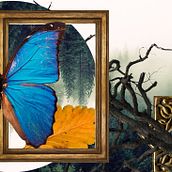 Bosque abstracto. Un proyecto de Diseño, Fotografía y Diseño gráfico de Stefani Mariet León Carreño - 27.05.2024