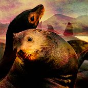 Lobos Marinos Frente el Faro. Un proyecto de Fotografía digital de Dianne Saphiere - 29.05.2024