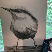 My project for course: Artistic Watercolor Techniques for Illustrating Birds. Traditional illustration, Watercolor Painting, Realistic Drawing, and Naturalistic Illustration project by Paula Hernandez - 05.24.2024