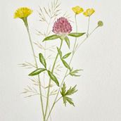 My project for course: Botanical Watercolor Illustration: Cross-hatching Technique. Artes plásticas, Pintura, Pintura em aquarela e Ilustração botânica projeto de Irina Szasz-Eana - 30.05.2024
