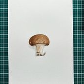 Mon projet du cours : Illustration botanique à l'aquarelle : la technique des hachures. Fine Arts, Painting, Watercolor Painting, and Botanical Illustration project by Bertrand Haulotte - 05.30.2024