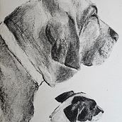 My project for course: Animal Illustration with Charcoal and Ink. Een project van  Beeldende kunst,  Tekening,  Illustratie met inkt y Naturalistische illustratie van heba_makhlouf - 30.05.2024