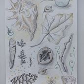 My project for course: Whimsical Sketchbook: Draw Imaginary Creatures from Nature. Pencil Drawing, Drawing, Sketchbook, and Naturalistic Illustration project by Daria Vecherskaya - 05.31.2024