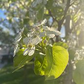 The beginning of Spring. Photograph project by Nancy Evans - 04.03.2024