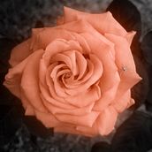 Leuchtende Rose . Photograph project by inchenerdbeer - 06.02.2024