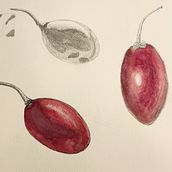 My project for course: Botanical Watercolor: Illustrating Art and Science. Projekt z dziedziny  Malarstwo,  R, sunek, Malowanie akwarelą, R, sunek botaniczn, Trad, c, jna ilustracja i  Sztuki piękne użytkownika Sara Meade - 04.06.2024