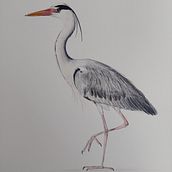 My project for course: Naturalist Bird Illustration with Watercolors Ein Projekt aus dem Bereich Traditionelle Illustration, Aquarellmalerei, Realistische Zeichnung und Naturalistische Illustration von Vera Ester - 05.06.2024