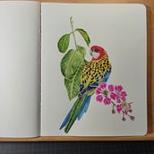 Mon projet du cours : Art naturaliste à l'aquarelle : oiseaux et faune sauvage. Fine Arts, Pencil Drawing, Drawing, Watercolor Painting, Realistic Drawing, and Naturalistic Illustration project by Dominique Mauqui - 06.05.2024