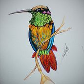 Colibri en lapices de colores. Ein Projekt aus dem Bereich Zeichnung von Daniel Resendiz - 17.03.2023