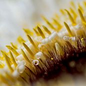 Il mio progetto del corso: Introduzione alla fotografia macro. Photograph project by grazianolella - 06.09.2024