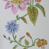 Mi proyecto del curso: Acuarela realista para composiciones botánicas. Traditional illustration, Painting, Drawing, Watercolor Painting, and Botanical Illustration project by edelestalc - 06.09.2024