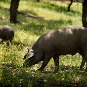 Mi proyecto del curso: Introducción al diseño de sonido digital Ein Projekt aus dem Bereich Tongestaltung von estebansossainfo - 06.06.2024