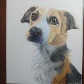 Meu projeto do curso: meu cachorro a lápis de cor. Traditional illustration, and Naturalistic Illustration project by jairbace - 06.10.2024