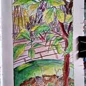 Mon projet du cours : Carnet de croquis botanique : une approche méditative. Un progetto di Illustrazione tradizionale, Bozzetti, Disegno, Pittura ad acquerello, Illustrazione botanica e Sketchbook di Anne-Laure Mare Bayart - 10.06.2024