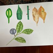 Mi proyecto del curso: Ilustración botánica con acuarela. Traditional illustration, Fine Arts, Painting, Drawing, Watercolor Painting, and Botanical Illustration project by decelis_ines - 06.10.2024