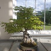 small bonsai. Un progetto di Pittura ad acquerello di Agnieszka Osiadacz - 10.06.2024