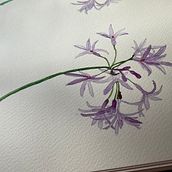 Mi proyecto del curso: Diario naturalista en acuarela. Traditional illustration, Watercolor Painting, Botanical Illustration, Sketchbook, and Naturalistic Illustration project by decelis_ines - 06.11.2024