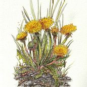 Mein Abschlussprojekt für den Kurs: Kugelschreiberzeichnungen: Naturalistische Illustration. Un proyecto de Ilustración tradicional, Dibujo, Dibujo realista e Ilustración naturalista				 de Irmgard Ariallah - 11.06.2024