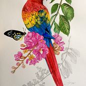 Meu projeto do curso: Pintura em aquarela: arte de aves e fauna naturalista. Fine Arts, Pencil Drawing, Drawing, Watercolor Painting, Realistic Drawing, and Naturalistic Illustration project by Cleiber Vieira - 06.11.2024