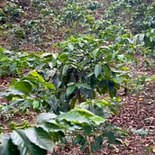 El Paraíso, el aroma de la resilencia . Cinema, Vídeo e TV, Cinema, Vídeo, Redes sociais, e Realização audiovisual projeto de pasiondeportivagro - 01.06.2024