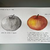 Meu projeto do curso: Caderno botânico em aquarela. Un proyecto de Ilustración tradicional, Pintura a la acuarela, Ilustración botánica y Sketchbook de almeida96marina - 12.06.2024