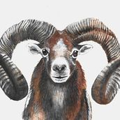 Il mio progetto del corso: Illustrazione realistica di animali selvatici ad acquerello. Fine Arts, Painting, Watercolor Painting, and Naturalistic Illustration project by Serena Maggi - 06.12.2024