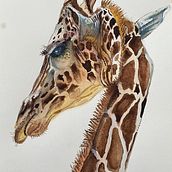 My project for course: Watercolor Illustration: Painting Realistic Wildlife. Un progetto di Belle arti, Pittura, Pittura ad acquerello e Illustrazione naturalistica di denbyleslie - 13.06.2024