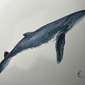 Mi proyecto del curso: Técnicas de ilustración naturalista: ballenas en acuarela Ein Projekt aus dem Bereich Bildende Künste, Malerei, Aquarellmalerei und Naturalistische Illustration von carolinaloaizacas - 05.06.2024