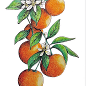 Il mio progetto del corso: Creazione di pattern botanici a partire da un disegno . % Tiziana Pezzali tarafından hazırlanan Dijital İllüstras, on, Botanik İllüstras, on, Ve Dijital Çizim projesi - 06.18.2024