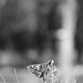 Mi proyecto del curso: Fotografía para principiantes: descubre tu cámara digital. Un progetto di Fotografia, Fotografia digitale e Composizione fotografica di Andrea Patricia Martínez Orta Soberanis - 03.06.2024