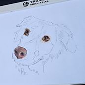 Meu projeto do curso: Retratos de pets a lápis de cor. Ilustração tradicional e Ilustração naturalista projeto de vaarruda_jornalista - 20.06.2024