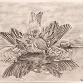 My project for course: Naturalistic Animal Drawing with Graphite Pencil. Traditional illustration, Pencil Drawing, Drawing, and Naturalistic Illustration project by Michelle Esterhuizen - 06.20.2024
